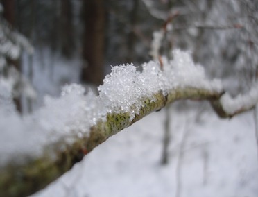 Schneegeflüster