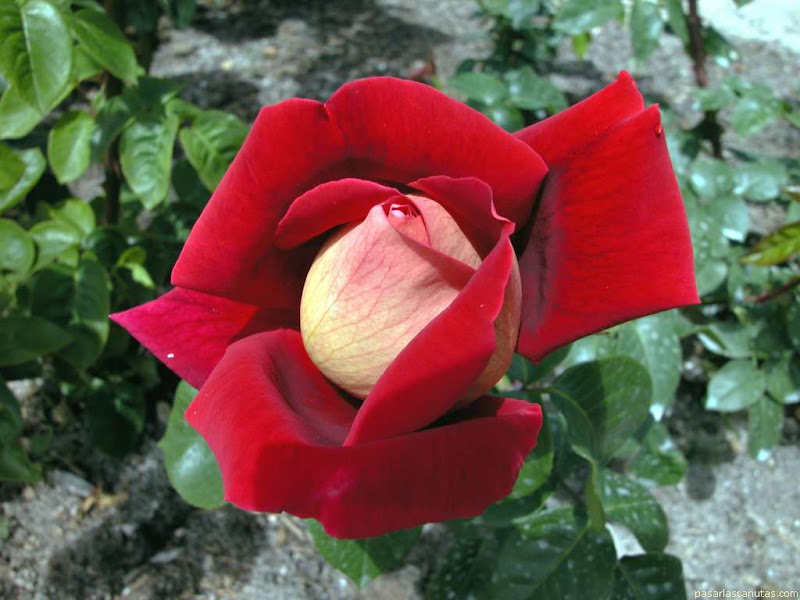 rosa_Cronenbourg_1.jpg