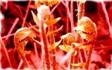 clip_image007