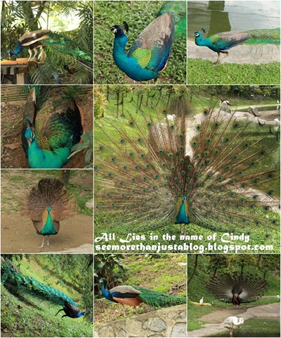 [Bird Parkpage1-20101113[4].jpg.webp]
