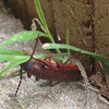 Brown Prionid beetle