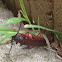 Brown Prionid beetle