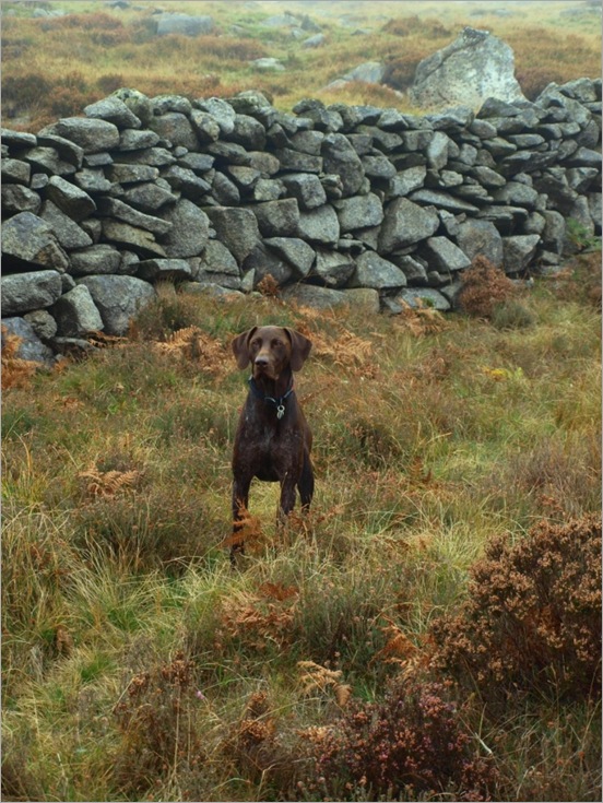 Archie loving the scenery