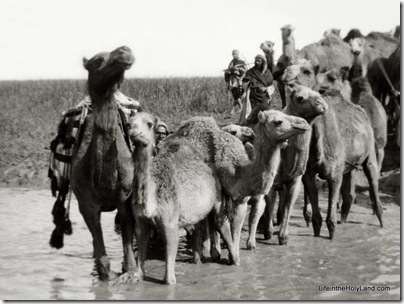 Camels fording stream, Elah Valley, mat01310