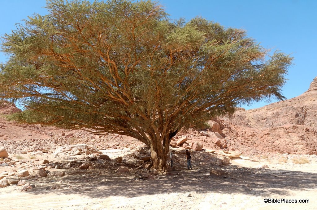 [Acacia tree in Wilderness of Sin, tb032506825[2].jpg]