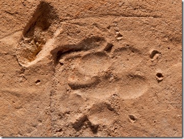 Dog print in Roman tile, IAA