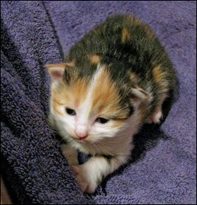 baby kitty 2