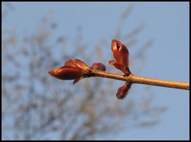 maple red bud