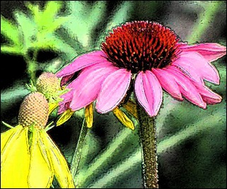 Coneflowers ink outlines