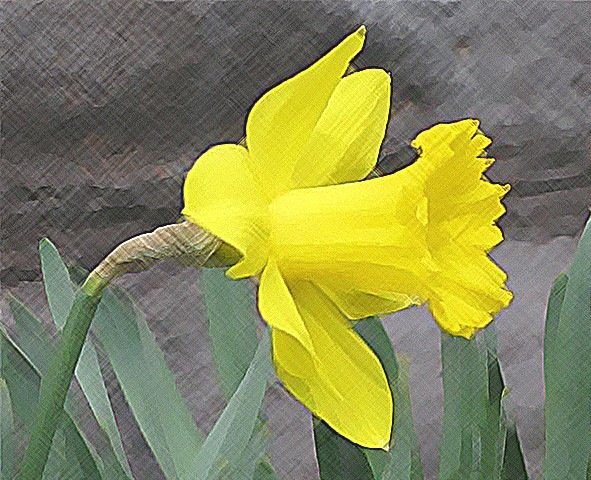 [yellow daffodil crosshatch.jpg]