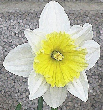 daffodil paint daubs