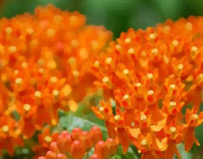 orange milkweed facet