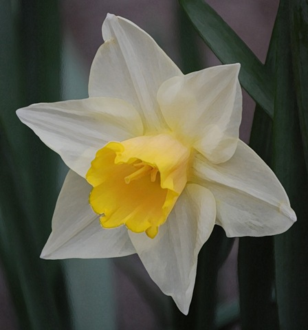 [daffodil dry brush.jpg]