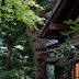 DA 40mm F2.8 Limited