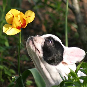 bulldog01.jpg