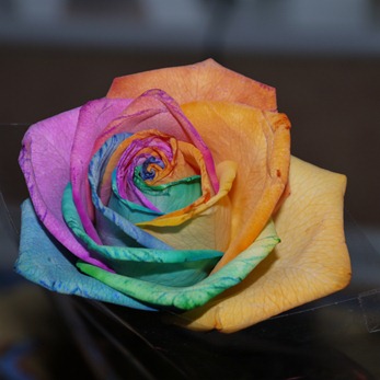 Multi-coloured Rose