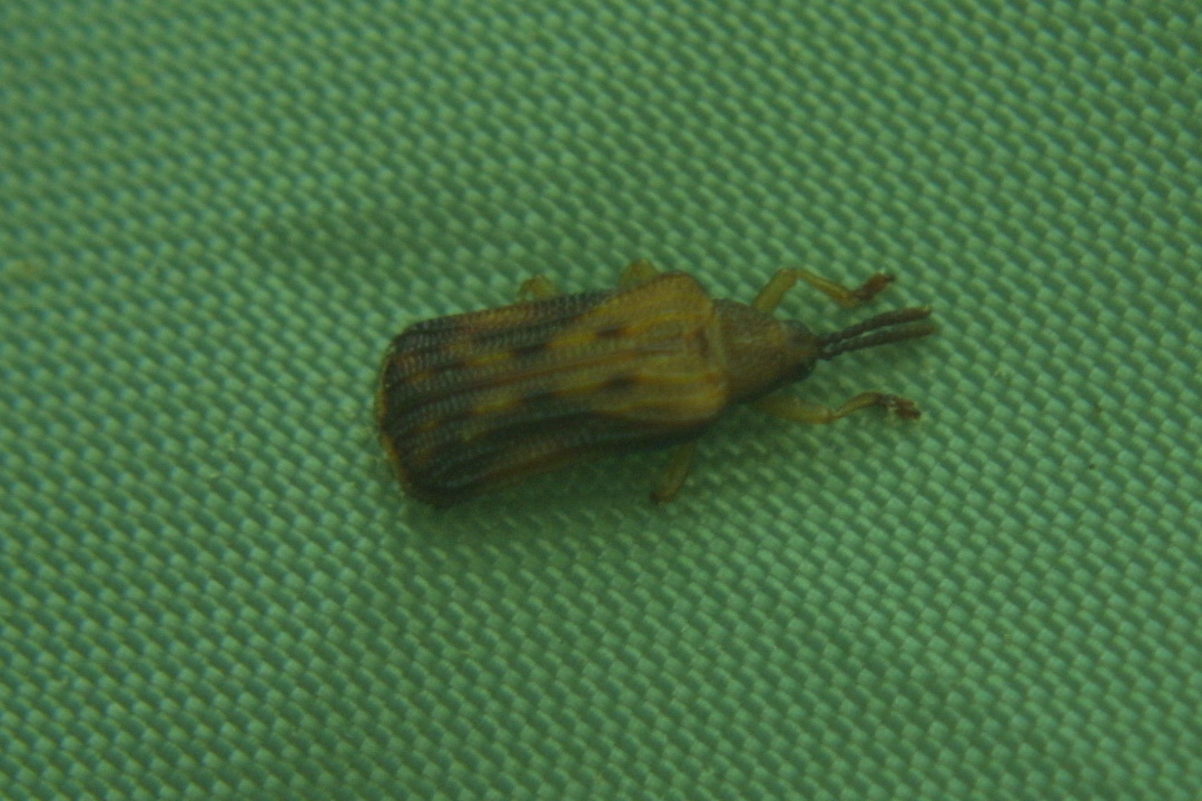 Sumitrosis Leaf Beetle
