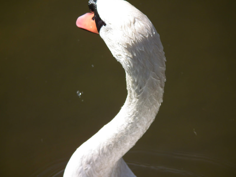 Swan%20and%20Drop%20of%20Water%20431.JPG