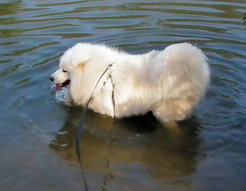 Dog.jpg