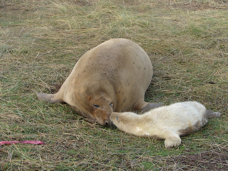 Grey%20Seals%20%2083.JPG