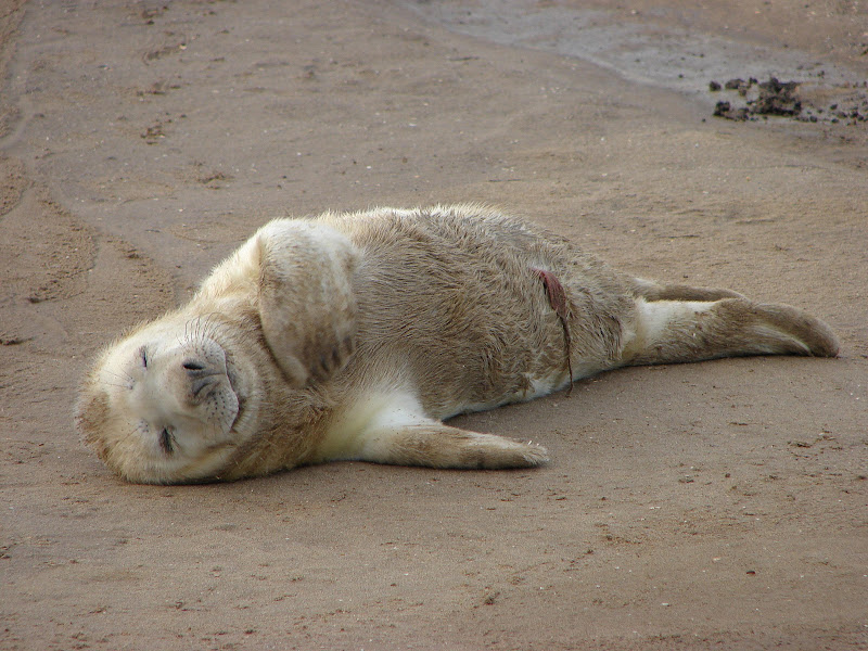 Grey%20Seals%20%2093.JPG