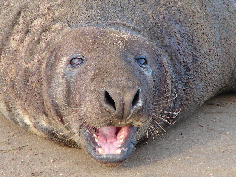 Grey%20Seals%20%2044.JPG