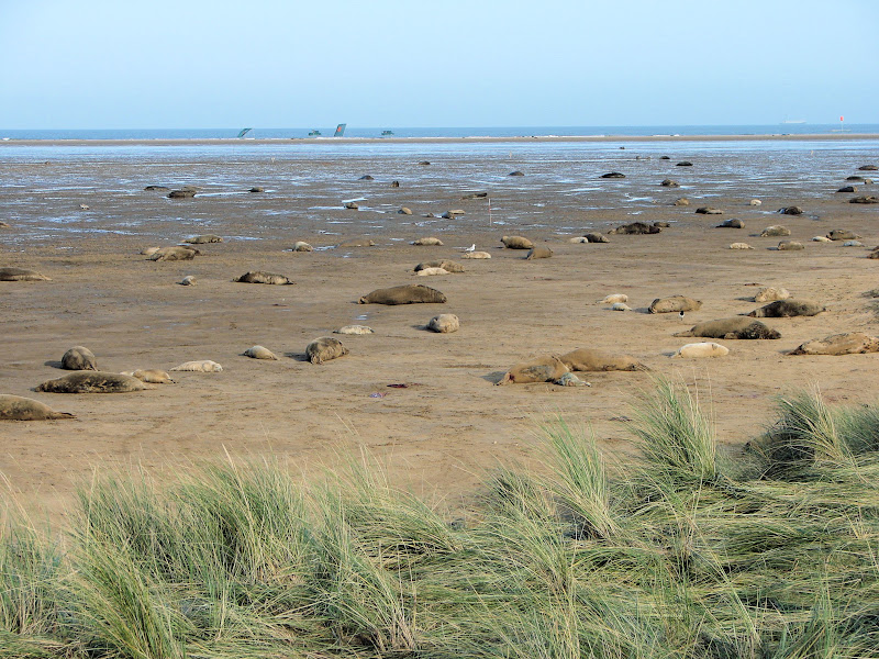 Grey%20Seals%20%2063.JPG
