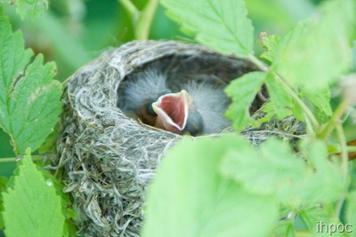 Baby Bird in my Raspberry Bushes