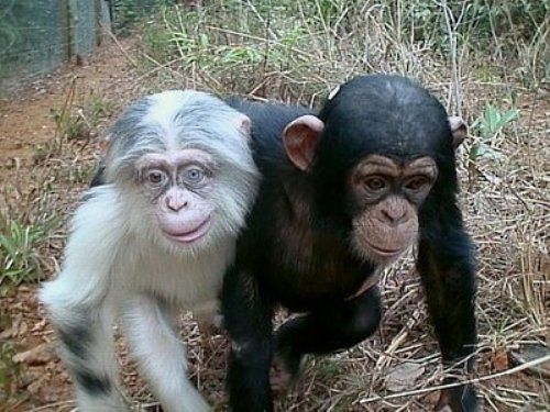 Albino+animals+and+people
