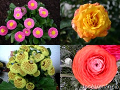 Flores-Combinar no PhotoScape