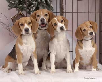 [beagles[3].jpg]