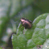 Northern Plantain Flea Beetle
