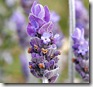 lavender_flower
