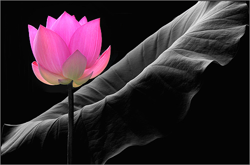 flower.jpg
