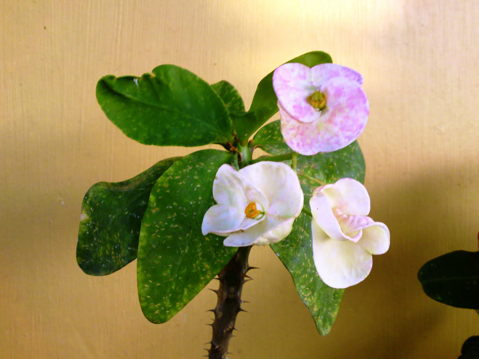 Love Quotes by Famous People