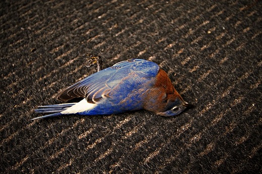 dead_bluebird