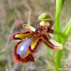Mirror bee orchid