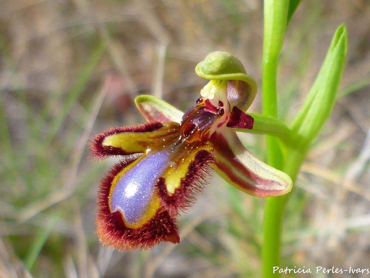 Mirror bee orchid