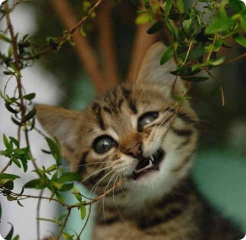 [GATOS DIVERTIDOS (6)[3].jpg]