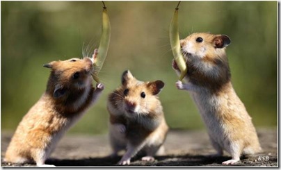animalesdivertidos roedores (5)