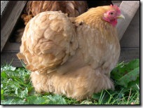 Feather and Nest: Chickens &amp; Chicken Coops