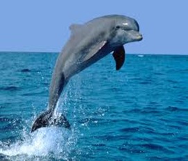 Dolphins-Intelligent-Mammal