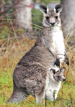 Kangaroo-australia-national-animal