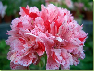 Pelargoner Juli 09 033-1