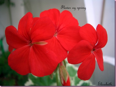 Pelargoner Juli 09 026-2