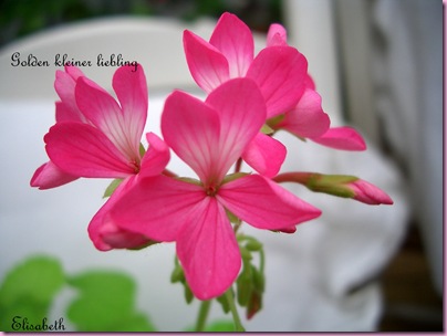 Pelargoner Juli 09 016-3