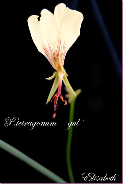 Pelargonium  juli -10 006