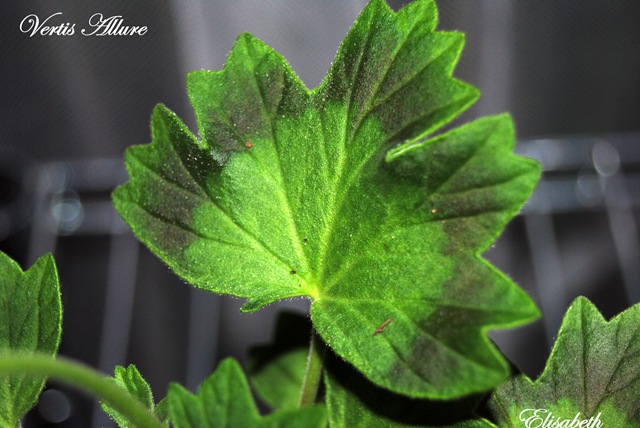 [Pelargoner juli og aug-10 189[3].jpg]