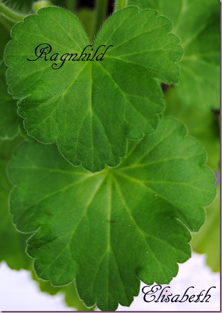 Pelargonium april -11 055