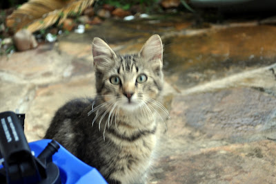 Adoption Agency Texas on Month Old Female Cat Needs A New Home  Adopting    City Data Forum